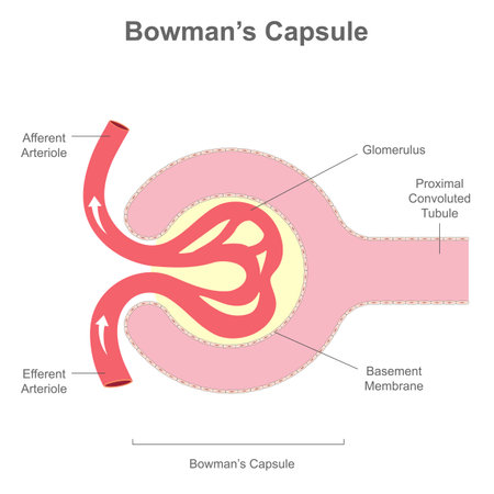 Figure 3: Renal Corpuscle — detailed view of afferent/efferent arterioles, glomerulus, and Bowman's capsule